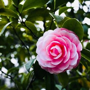 Meet your Posher, Devin